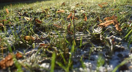 frozen grass
