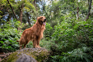 Golden retriever playing in the forest