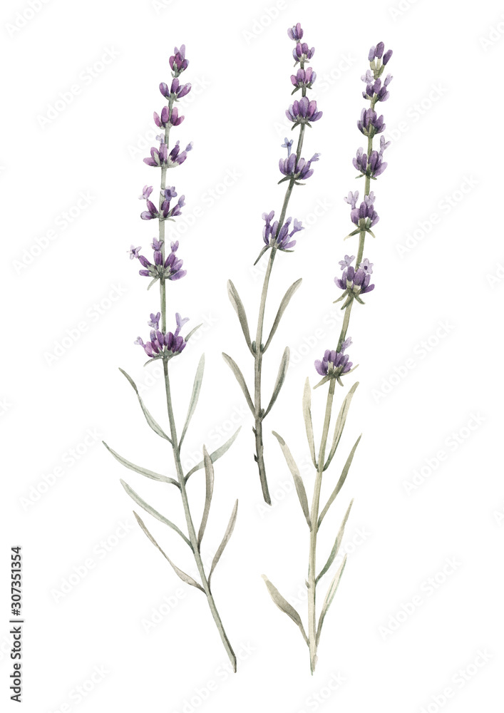 Wall mural beautiful watercolor floral bouquet with isolated lavanda flowers. stock illustration.