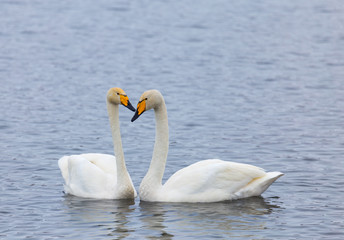 winter is not a swan lake