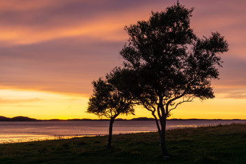beautiful sunset in Norway, black tree