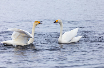 winter is not a swan lake