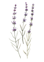 Naklejka premium Beautiful watercolor floral bouquet with isolated lavanda flowers. Stock illustration.