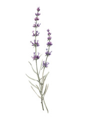 Naklejka premium Beautiful watercolor floral bouquet with isolated lavanda flowers. Stock illustration.