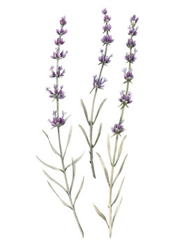 Beautiful watercolor floral bouquet with isolated lavanda flowers. Stock illustration.