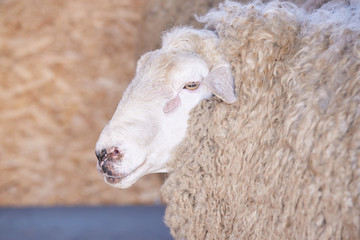 Sad kulunda breeding sheep. Muzzle sharing. Meat and fur farm production. Animal head. Closeup portrait staring