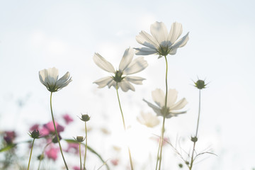Beautiful cosmos flower in sunlight