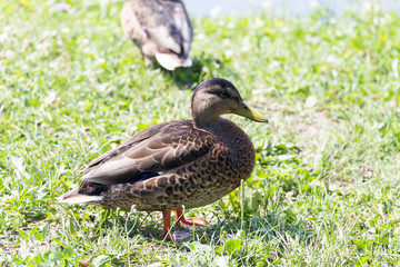 colorful wild ducks