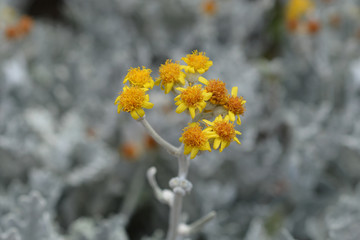 Silver ragwort