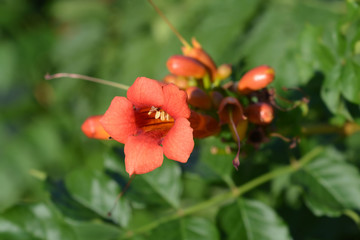 Trumpet vine