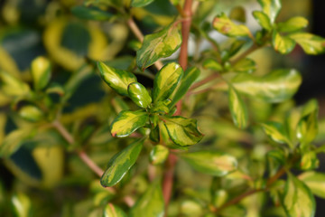 Looking-glass plant Lemon and Lime