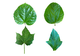 Set of various forest plant leaves on white background.