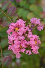 Crepe myrtle