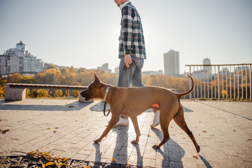 Beautiful dog walking closely to his owner stock photo