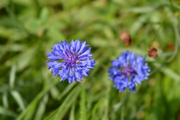 Cornflower