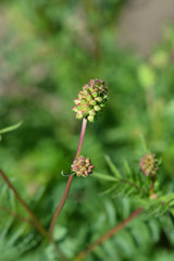 Salad burnet