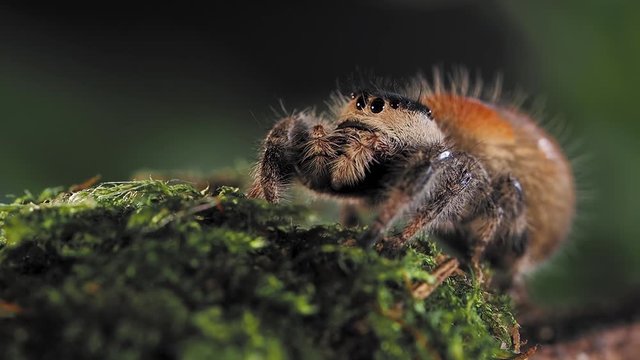 Tarantula, dangerous insect. Close up portrait of spider. Slow motion.