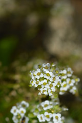 Sweet alyssum