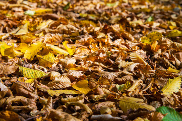 Abstract background of yellow autumn oak leaves lie curled up on the ground. Soft focus real forest. Habitat foliage