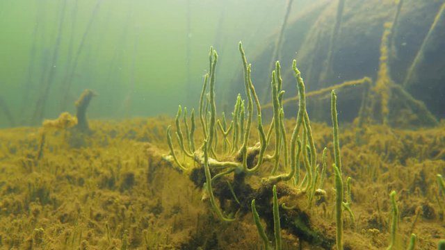 Tentacled freshwater sponge underwater in lake