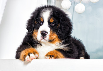 puppy breed bernese mountain dog looking indoors