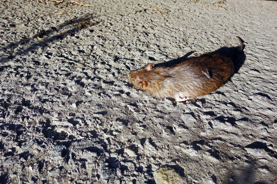 A dead rat lies on the road with a fly sitting on it