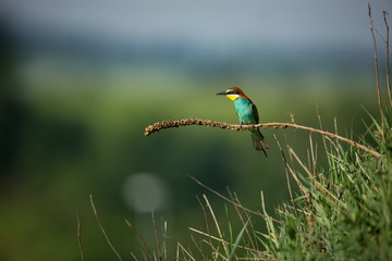 Merops apiaster. Wild nature of Europe. Colorful bird. Beautiful photo. Nature of the Czech Republic. Beautiful picture. Bird Empire. From the life of birds.