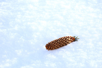 ドイツトウヒの松ぼっくり