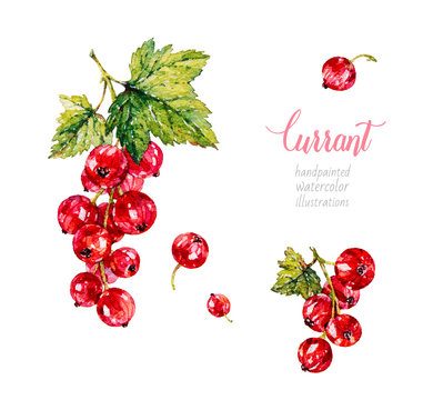 Red currants. Berries. Watercolor botanical hand drawn illustration.
