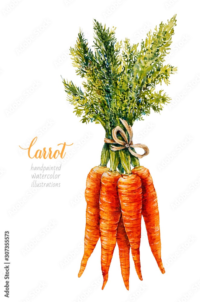 Wall mural Carrot. Bunch of carrots. Vegetables. Watercolor botanical hand drawn illustration. 