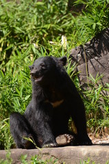 ニホンツキノワグマ