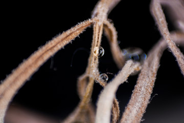 Plante Macro