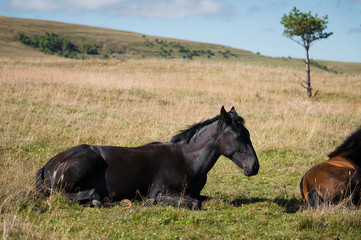 Obraz premium A wildly grazing black foal on an alpine pasture of the North Caucasus. Farm Mining Concept