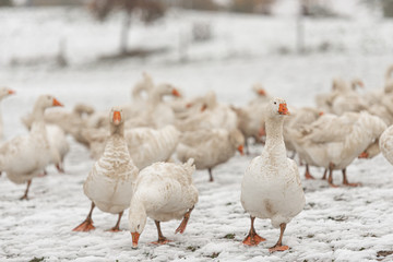 many white geese on a snovy meadow in winter. Portrait.