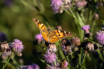 macro di una farfalla vanessa del cardo