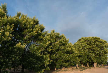 A Soap Berry tree Grove in the Southwest.