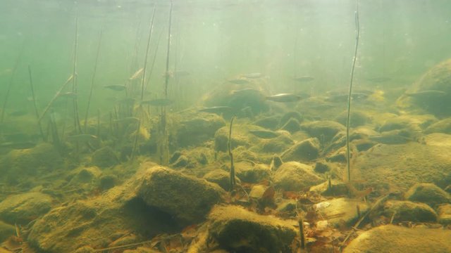 School of common roach swimming in shallow lake water