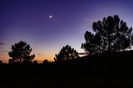 Bosque de pinos al anochecer, cielo con tonalidades azules y anaranjadas y la luna de fondo. Comarca de La Valdería, León, España.