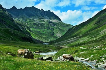 Austrian Alps-view on the cows in valley Ochsental © bikemp