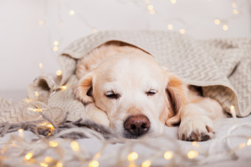 Adorable golden retriever dog sleeping under light gray wool scandinavian  style plaid.  Pets care...