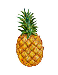 pineapple tropical fruits, watercolor illustration isolated on white background.