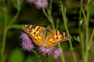 macro di una farfalla vanessa del cardo