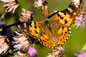 macro di una farfalla vanessa del cardo