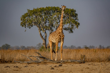 Giraffe looking to heaven with tree in the background