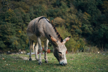 donkey in field