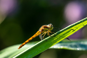 macro di una libellula cardinale striato