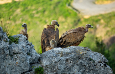 A group of vultures over the rock