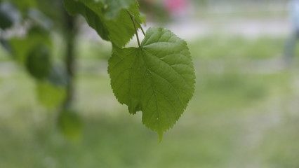 green leaves of a tree