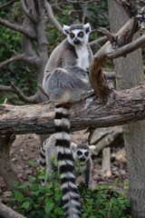 a ring-tailed lemur in the zoo