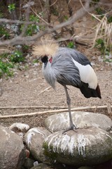 one grey crowned crane standing